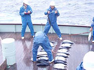 漁獲物の魚体測定