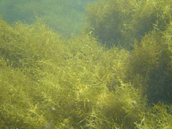 藻場の生態